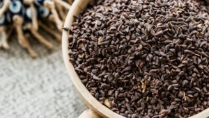 Vara esteparia - Peganum - Harmala 50 g Üzerlik Tohumu  - Imagen 1 de 1