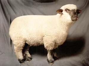 (143201) Sheep Dorset Down Ewe Lamb Postcard - Afbeelding 1 van 2