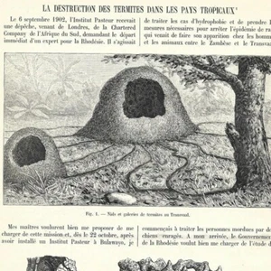 La destruction des termites dans les pays tropicaux - Article de presse 1903 - Picture 1 of 3