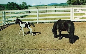 Mare & Filly Falabella Miniature Horses Farm Gettysburg PA Vintage Postcard - Picture 1 of 2