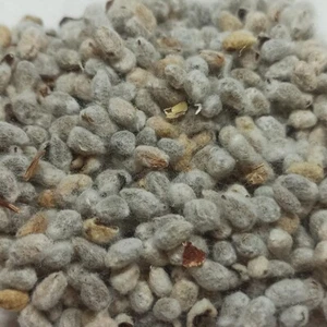 American White Cotton (Gossypium Hirsitum) 500 seeds. 57g of fuzzy Seed. USA - Picture 1 of 2