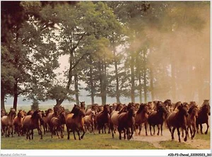AIDP3-CHEVAUX-0231 - Pferde Wildtiere von Dülmen - Bild 1 von 2