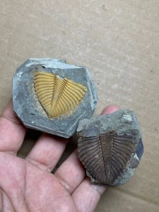 2 pezzi pietra esemplare coda trilobite coronocefalo periodo siluriano naturale - Foto 1 di 12