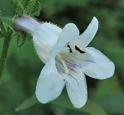 SEMILLAS lengua barba pálida (penstemon pallidus) Foto 1 de 4