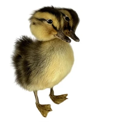 TWO HEADED DUCK !!! Weird oddities odd strange creepy bizarre mystical - Image 1 of 4