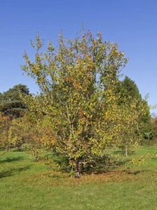 7 Samen Apfelbaum Wild-, Malus Sieversii, Des • Flaggen der Welt • Kasachstan - Bild 1 von 2
