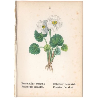 古董 1879 植物印花手工彩色平版画 17 Crenated Crowfoot 花 — 第 1/2 张图片