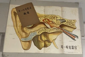 1957 China Shanghai Chinese medicine poster on hearing system 耳 - 听覺器官掛圖 - Picture 1 of 9