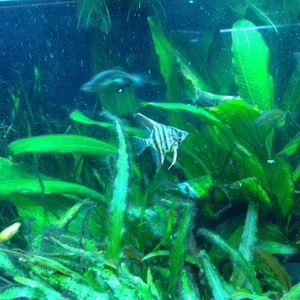 Juvenile Angelfish, Zebra X Marble/Koi, Freshwater Tropical Fish - Picture 1 of 10
