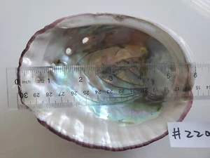 1 Pc Natural Abalone Shell One Side 6" -2201 - Picture 1 of 4