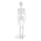 1pc 45cm Human Body Skeleton Model Study Science Lab Learning Toy Supplies