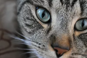 Tabby Cat Pet FOTO impresión ARCHIVO DIGITAL descarga solamente - Imagen 1 de 2