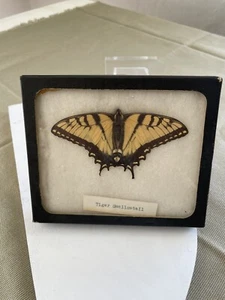 Vintage Framed Taxidermy Eastern Tiger Swallowtail Butterfly Specimen Virginia - Picture 1 of 5