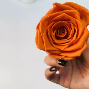 Preserved Rose FLower 6Pcs / Gift Box Head 5-5.5cm - Bild 1 von 73