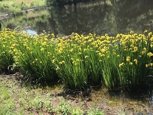 Yellow Iris (Siberian Iris) 5 Live plant Bare root starters, Wet Or Dry Loving - Picture 1 of 8
