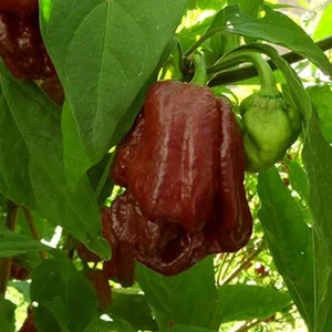 Trinidad Douglah , 10 semillas , Capsicum chinense (575) - Picture 1 of 1