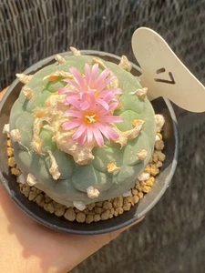6.8CM LF cactus Plant Garden beautiful Plant seedgrowth WYSIWYG 17# - Picture 1 of 3