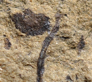 Very unusual Silurian oldest land plant w side shoots & sporangium Cooksonia ? - Picture 1 of 13