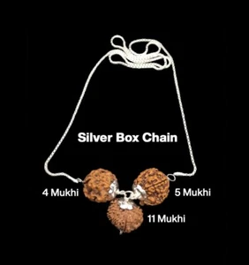 Rudraksha Combination for Hanuman Power 4,5,11 Mukhi Nepal In Silver Chain - Picture 1 of 3