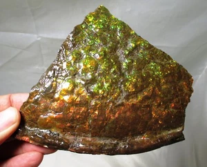 Great 14 cm Fossil Ammolite wedge with nice colors - ammonite, Alberta, Canada . - Picture 1 of 6