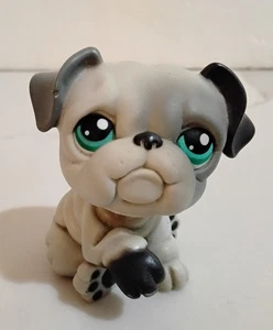 Authentische Littlest Pet Shop LPS BULLDOGGE #446 grau, erhabene Pfote, grüne Punkte Augen - Bild 1 von 4