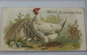 1891 N20 Allen & Ginter Prize & Game Chickens White Dorking Hen - Picture 1 of 3
