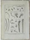 NEREIDE, AMPHITRITE - 18th century engraving - ENCYCLOPEDIA DIDEROT, BENARD DIREXIT,