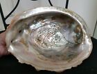 Large Natural Red Abalone Shell 1 3/4 LB. 8 X 5 3/4 x 2 3/4 Excellent 