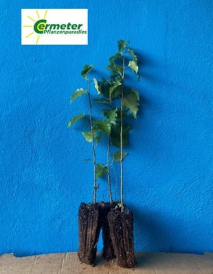 10 Stück Topfpflanzen Raketen Birke 50-80cm - Bild 1 von 2