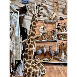 FH100-Giraffe taxidermy mount - Picture 1 of 6