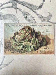 Etiquette Chromo Légume ancien Vilmorin laitue rouge Horticulture Catalogue - Imagen 1 de 1