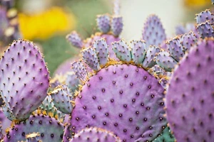 ARIZONA PURPLE PRICKLY PEAR CACTUS seeds opuntia macrocentra rare purple cacti  - Picture 1 of 3