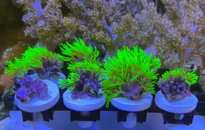 Ultra Neon Green Star Polyp (GSP) - Soft Coral - Picture 1 of 4