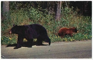 Madre oso y su cachorro, Sloan, Iowa - Imagen 1 de 2