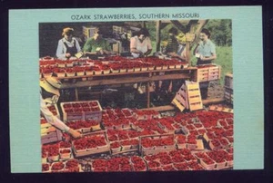 Ozark Stawberries MISSOURI MERIDIONALE cartolina d'epoca - Foto 1 di 1