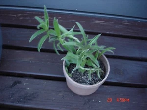 TRADESCANTIA SOMALIENSIS "Furry Kittens" or Pussy Ears" - Picture 1 of 3