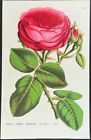 Van Houtte - Rose. 18 - 1845 Lithographie Flore des Serres