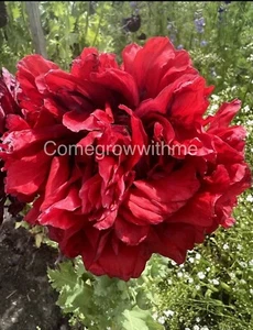 POPPY PEONY 'Double Mix' 200+ Seeds Flower Garden - Picture 1 of 3