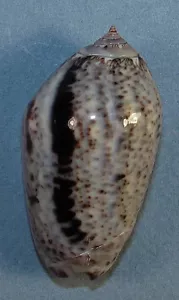 OLIVA INCRASSATA 47.93mm ESPÉCIMEN A RAYAS NEGRAS El Golfo de Santa Clara, México - Imagen 1 de 2