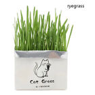 Soilless Organic Catgrass Cat Grass Snack Growing Kit Cat Grass Planting  Qe Q-5
