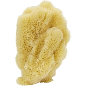 Small Curio Natural Sponge Mix 3- 5" - Picture 1 of 1
