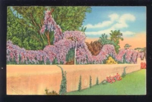 Purple Bougainvillea Vines FLORIDA 1955 Postcard - Picture 1 of 1