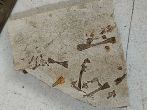 exquisite Insektenfossilien aus der Jura Daohugou Zeit A03 - Bild 1 von 6