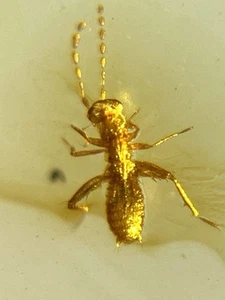 Zoraptera burmite Cretaceous Amber fossil dinosaurs era - Picture 1 of 7