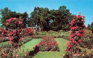 Postal Rose Gardens - Mercedes Gallart Roses, Hershey, Pennsylvania, PA DE COLECCIÓN - Imagen 1 de 2