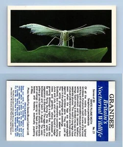 White Plume Moth #21 Grandee Britain's Nocturnal Wildlife 1987 Cigarette Card - Picture 1 of 1