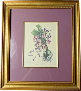 S. Holden Lithograph Epidendrum Phoeniceum Orchid Framed Botanical Print - Picture 1 of 3