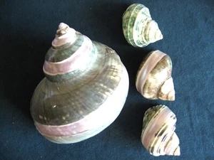 4 Green Hermit Seashells - Picture 1 of 3