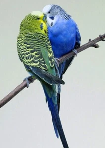 Blue & Green Budgerigar s Birds * LARGE A3 SIZE PHOTOGRAPH - Picture 1 of 1
