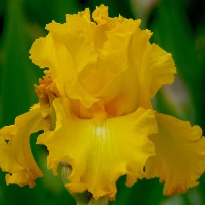 Big as The Moon Iris Plant Quart Pot - Fragrant Reblooming Yellow Flowers - Image 1 of 4